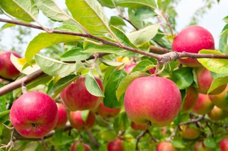 Fruit Fruit