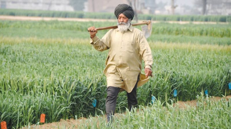 Punjab Farmer Punjab Farmer