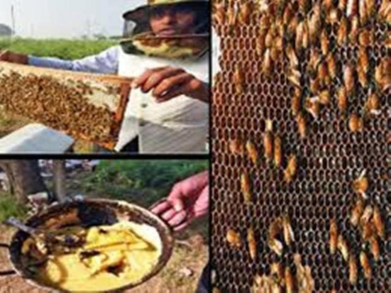 Subsidy on bee keeping Subsidy on bee keeping