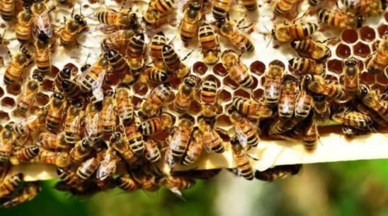 Bee Keeping Bee Keeping
