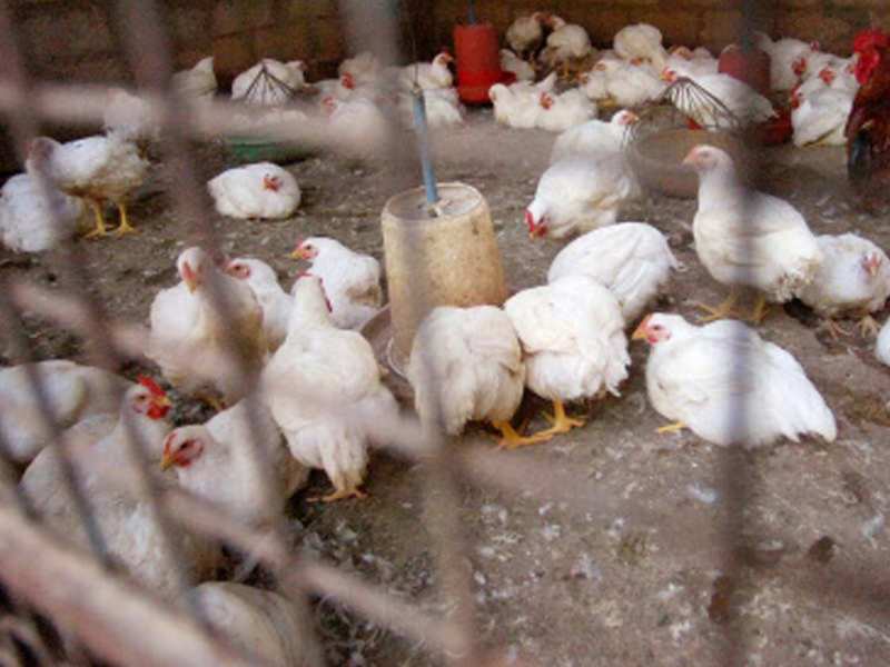 Bird Flu Bird Flu