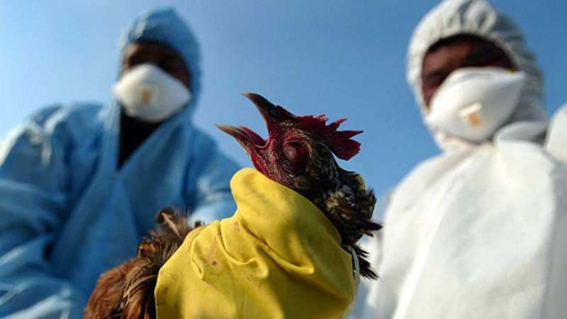 Bird Flu Bird Flu