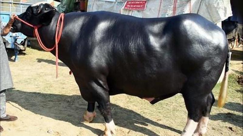 Neeli Ravi buffalo Neeli Ravi buffalo