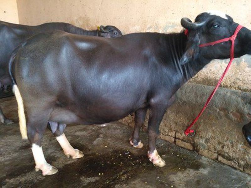 Neeli Ravi buffalo Neeli Ravi buffalo