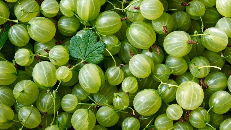 Gooseberry Gooseberry