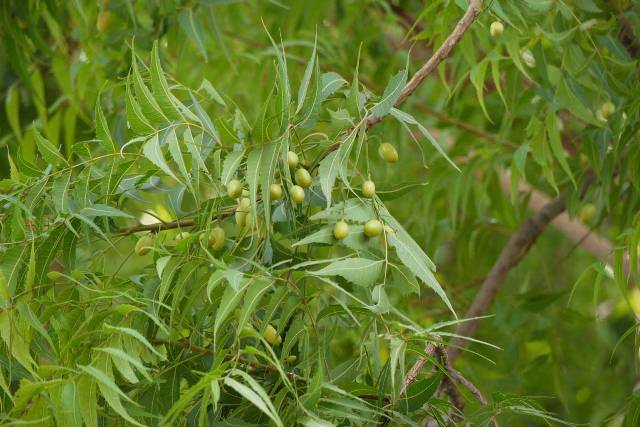 Neem Neem