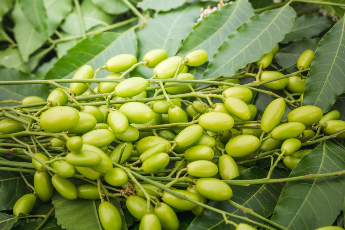 Neem Neem