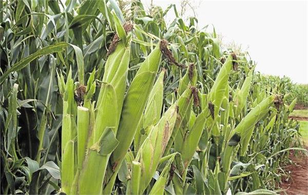 Corn Corn