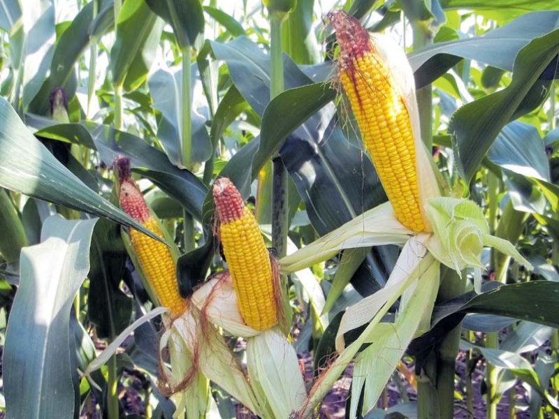 Corn Corn