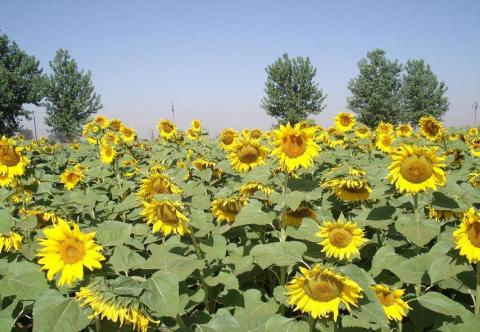 Sunflower Sunflower