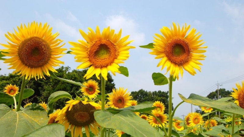 Sunflower Sunflower