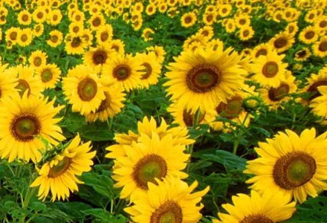 Sunflower Sunflower