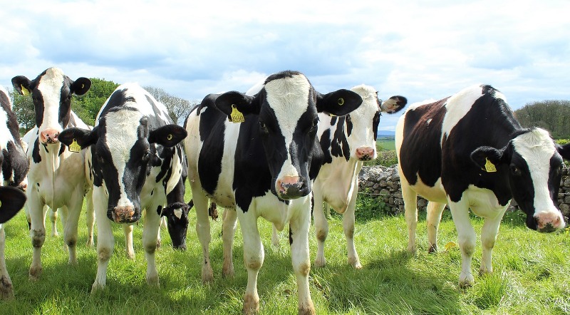 Dairy farming Dairy farming