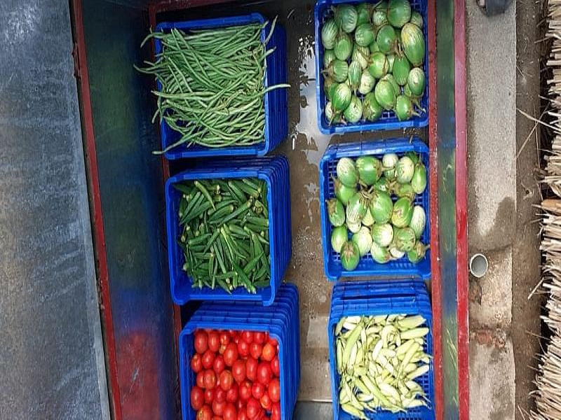 Vegetable Vegetable