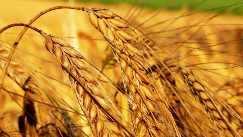 wheat wheat
