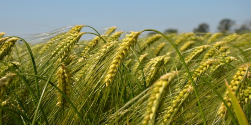 Wheat Wheat