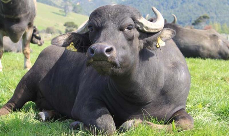 Buffalo Farming Buffalo Farming