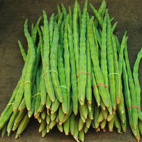 Green Drumstick Green Drumstick