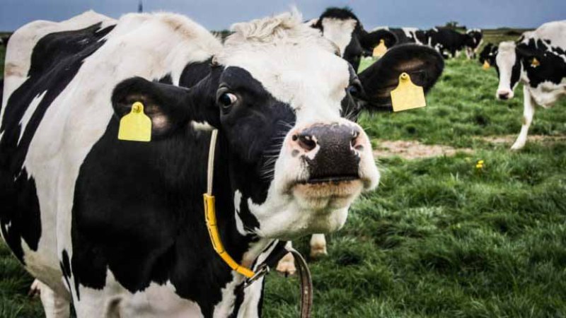 Dairy Farm Dairy Farm