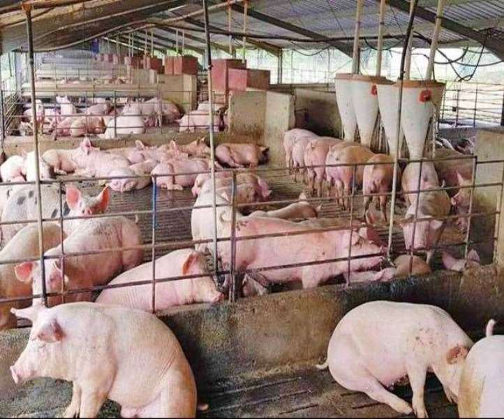 Pig Farming Pig Farming
