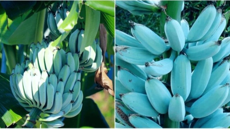 Blue banana Blue banana