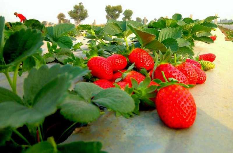 Cultivation of strawberries Cultivation of strawberries