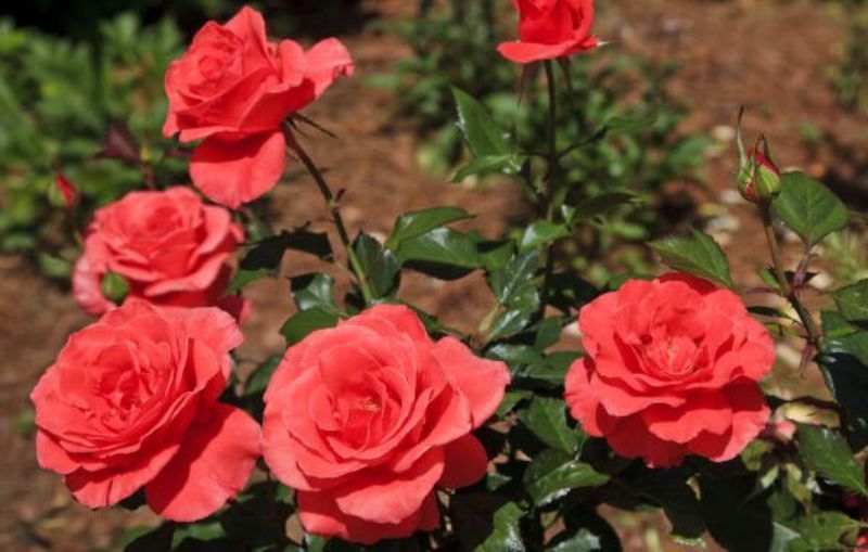 Rose Cultivation Rose Cultivation