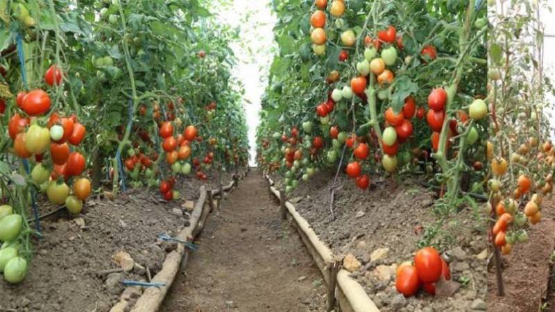 Tomato Tomato