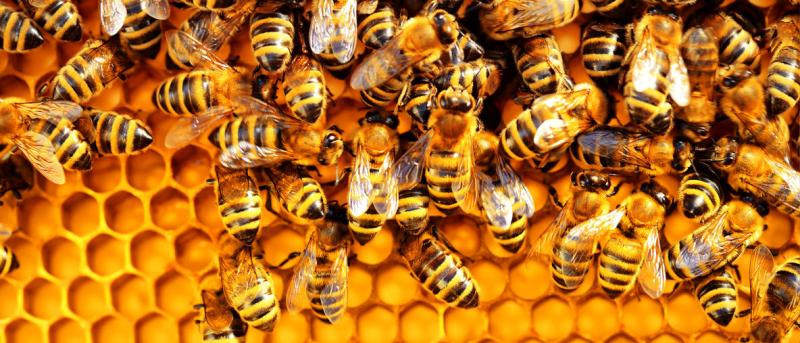 Bees Bees
