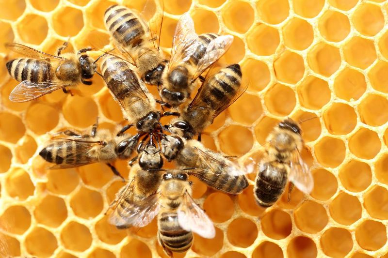 Bees Bees