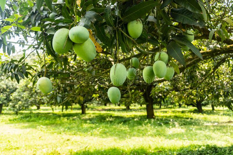 Mango garden Mango garden