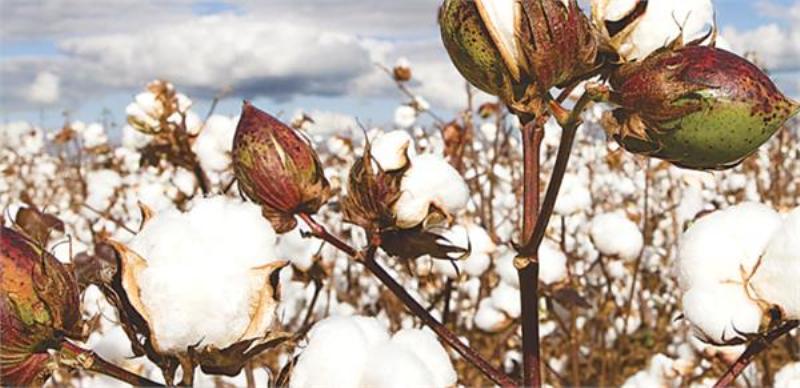 Cotton Cotton