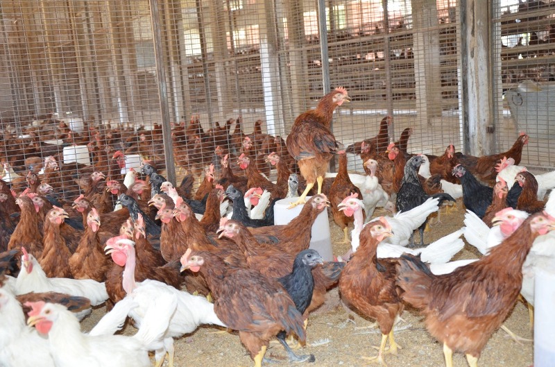 poultry Farming poultry Farming
