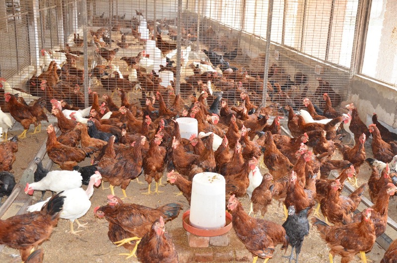 poultry farmers poultry farmers