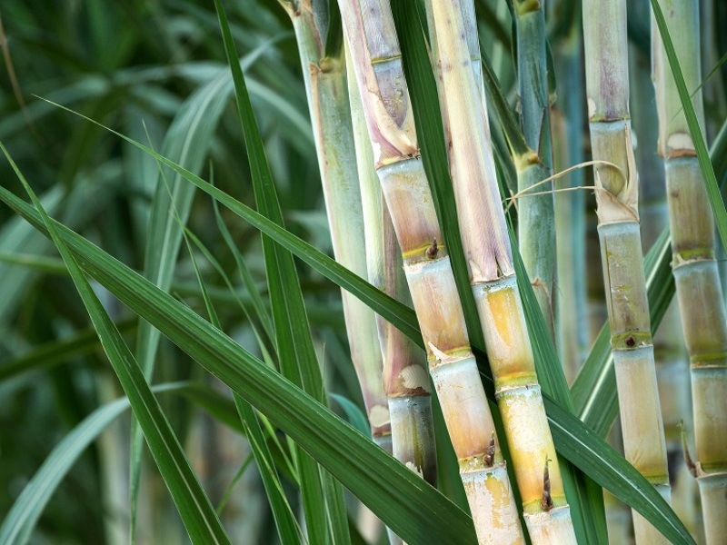 Sugarcane Sugarcane