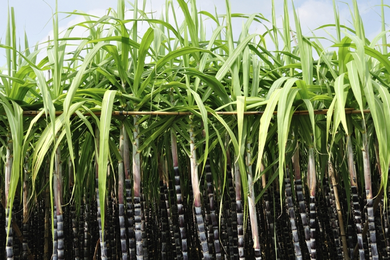 Sugarcane Farmers Sugarcane Farmers
