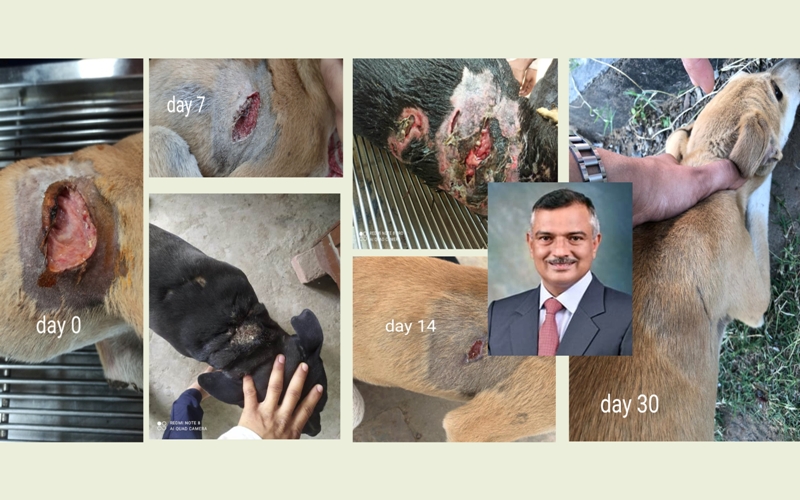 Guru Angad Dev Veterinary Guru Angad Dev Veterinary