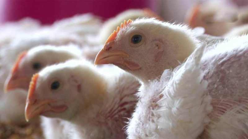 Bird Flu Bird Flu