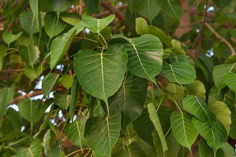 Peepal Tree Peepal Tree