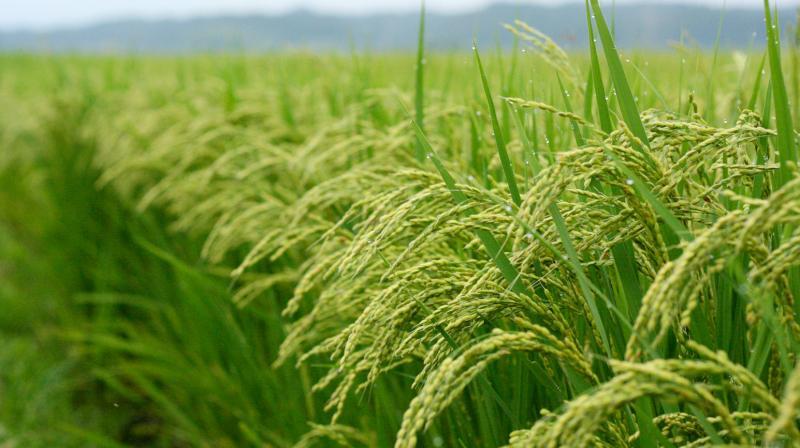 Basmati Rice Basmati Rice
