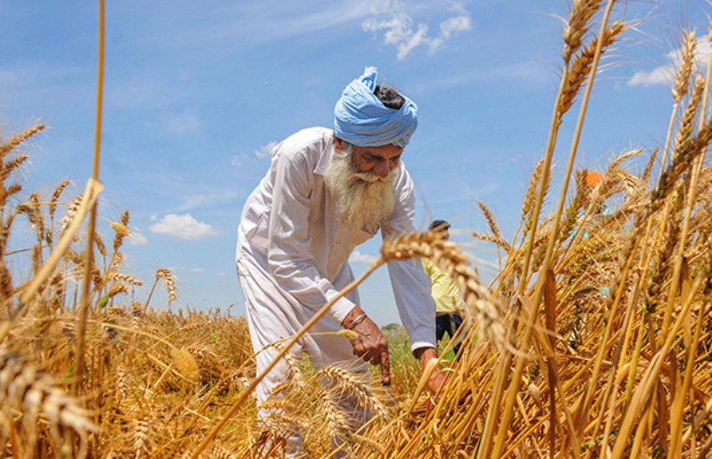 Punjab Wheat farmer