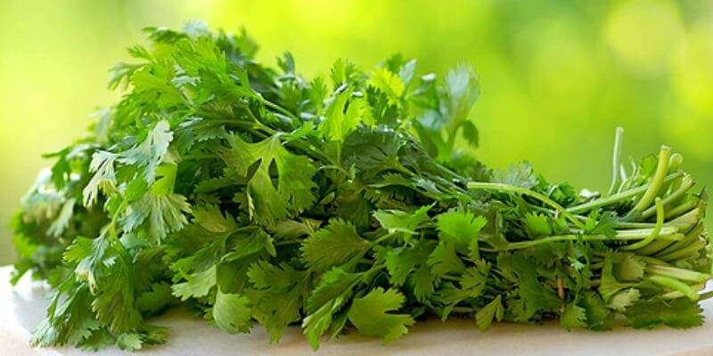 Cultivation Of Coriander Cultivation Of Coriander