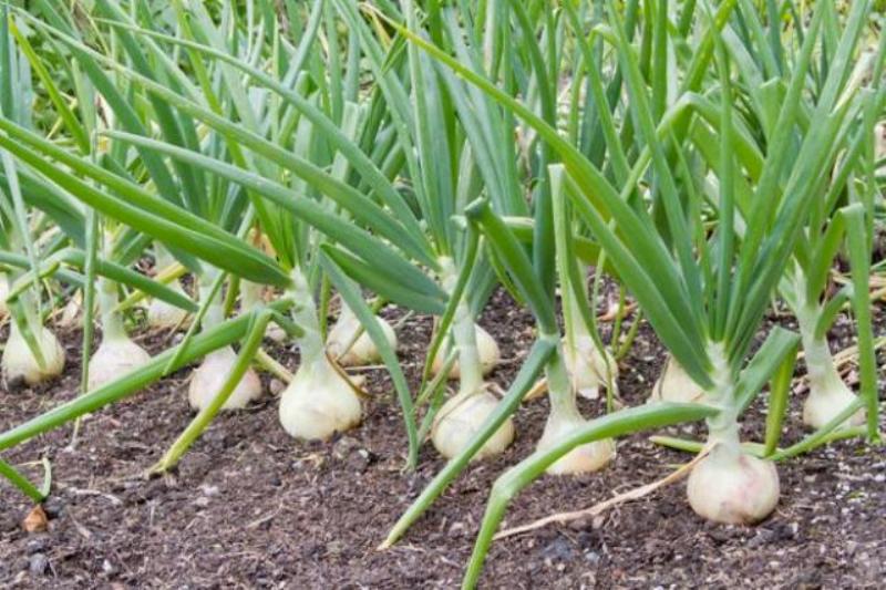 Garlic Crops Garlic Crops