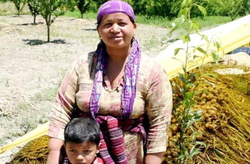 Kullu Farmer Nisha Kullu Farmer Nisha