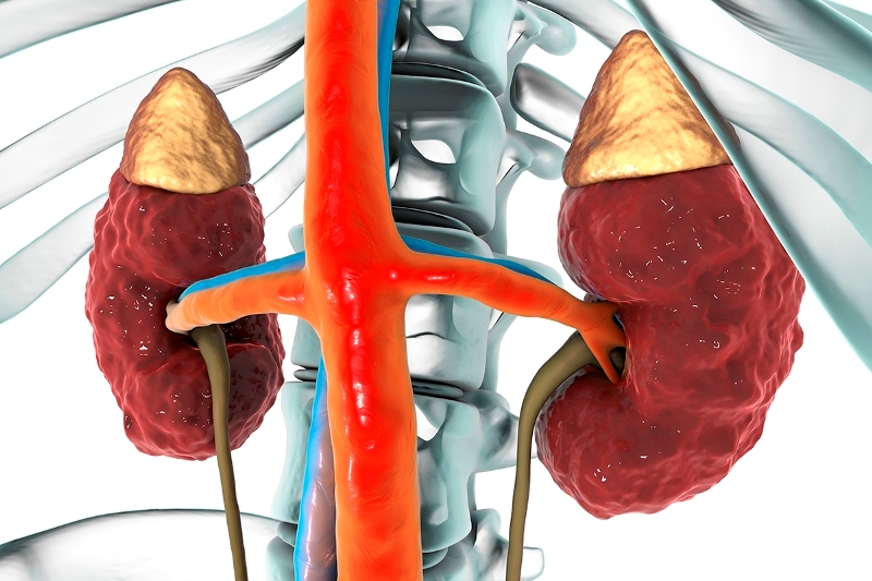 Kidney Kidney