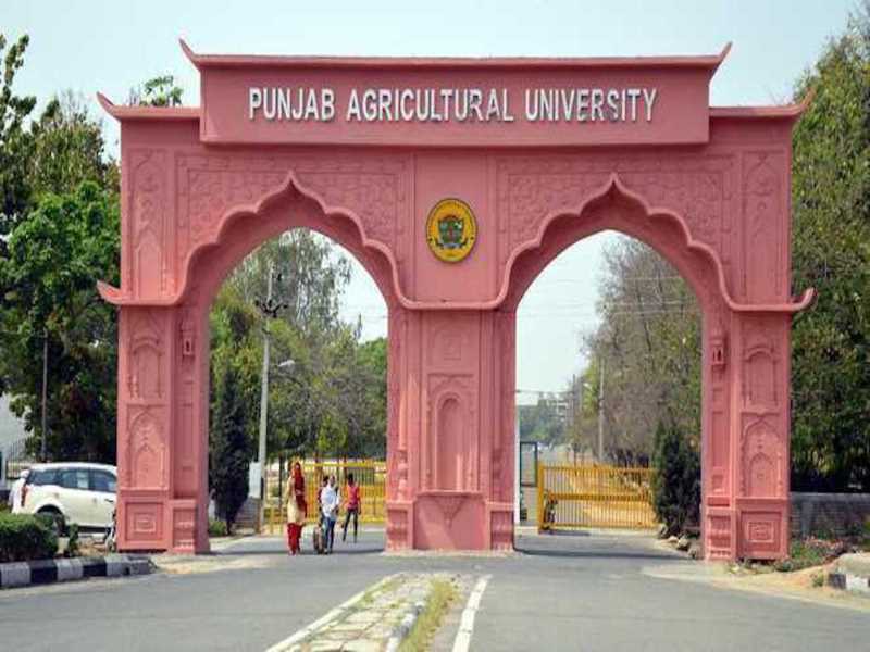 punjab agriculture university ludhiana punjab agriculture university ludhiana