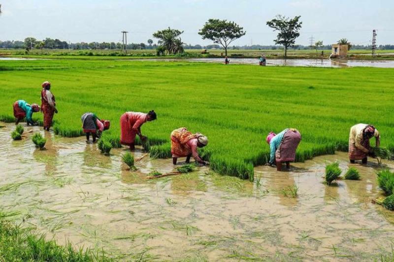 Farmers Farmers