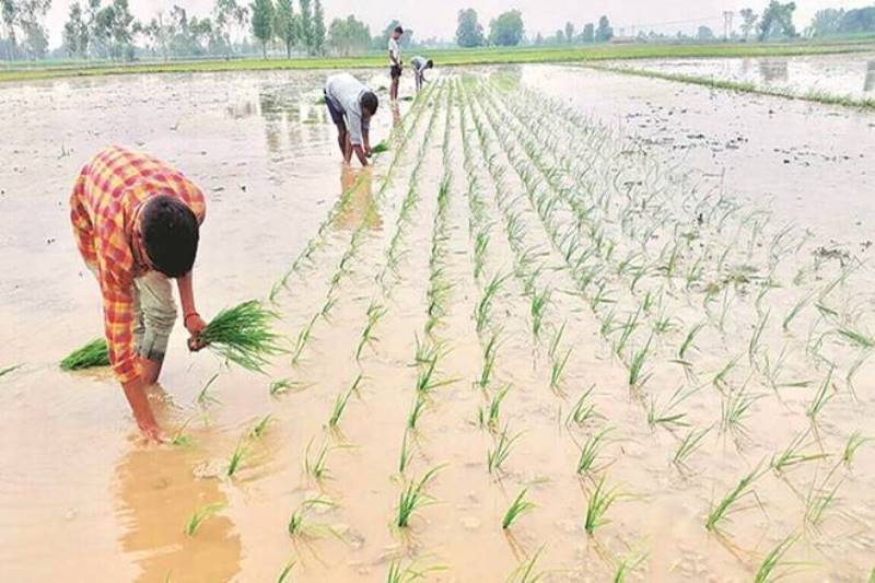 Paddy sowing Paddy sowing