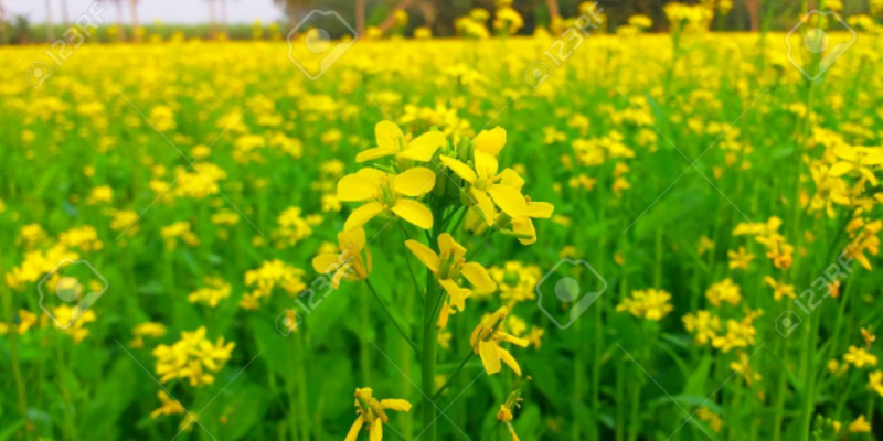 mustard pests mustard pests