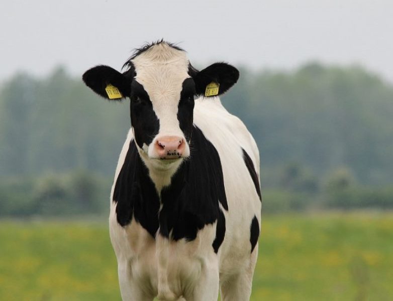Cow Cow